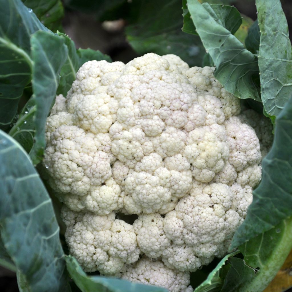 Couve-flor Clapton F1