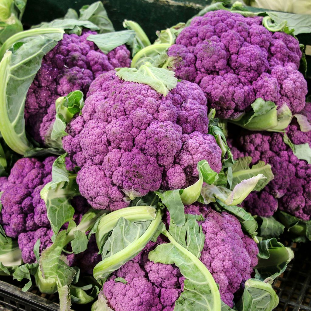 Couve-flor Graffiti F1