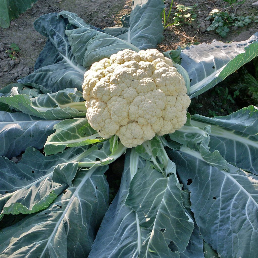 Couve-flor Maravilha de Todas as Estações Vilmorin