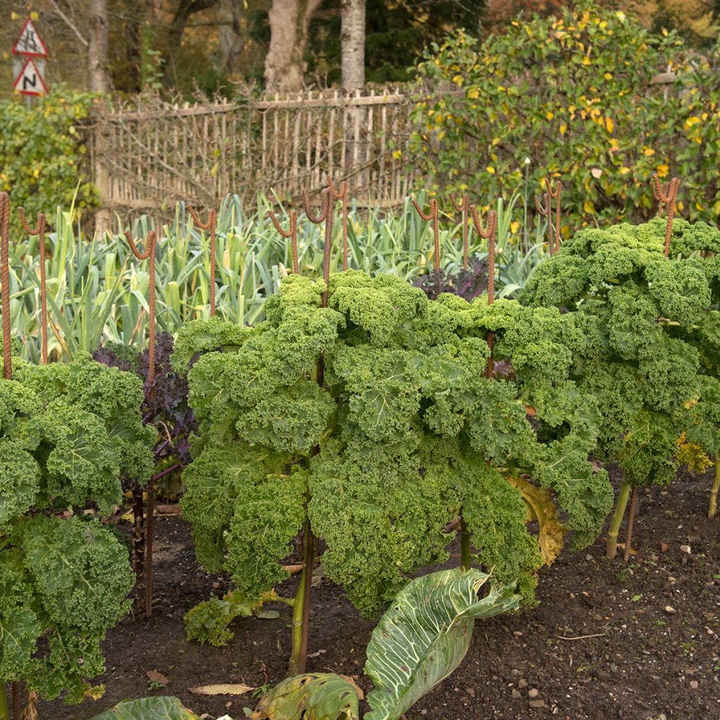 Couve frisada Dwarf Green Curled