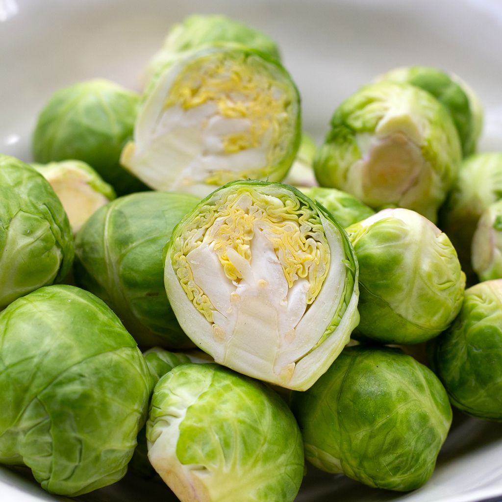 Couve-de-bruxelas Igor F1