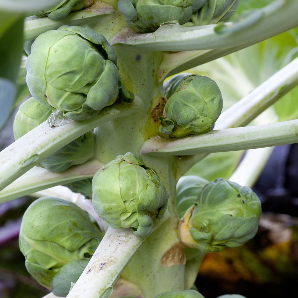Couve-de-bruxelas Igor F1