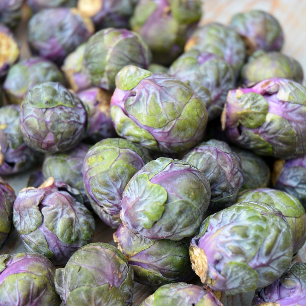 Couve-de-bruxelas Rubine - Ferme de Sainte Marthe Bio