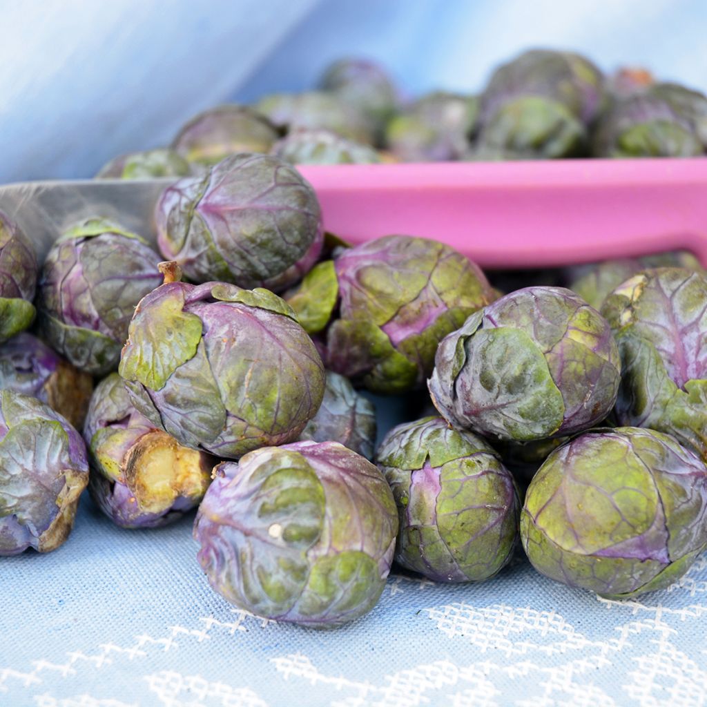 Couve-de-bruxelas Rubine - Ferme de Sainte Marthe Bio