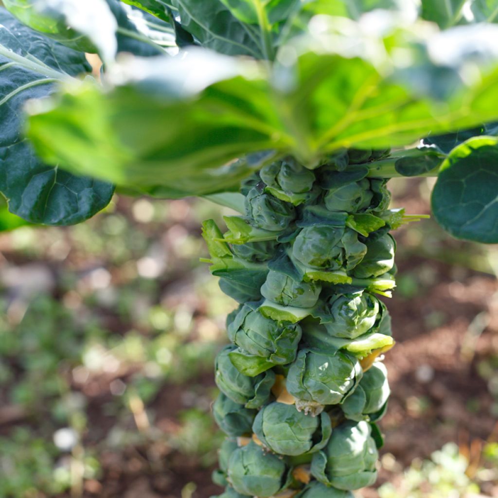 Couve-de-bruxelas Trafalgar F1