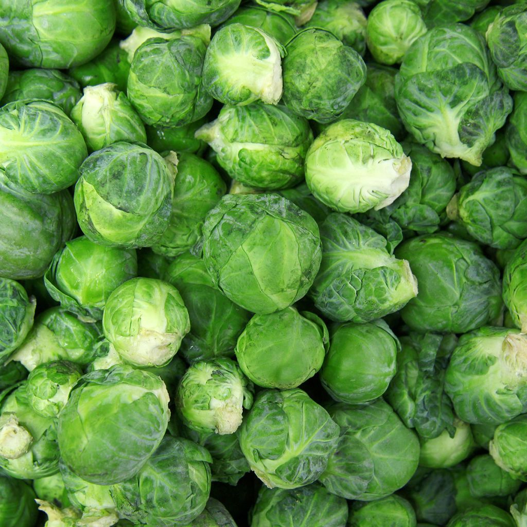 Couve-de-bruxelas de Rosny