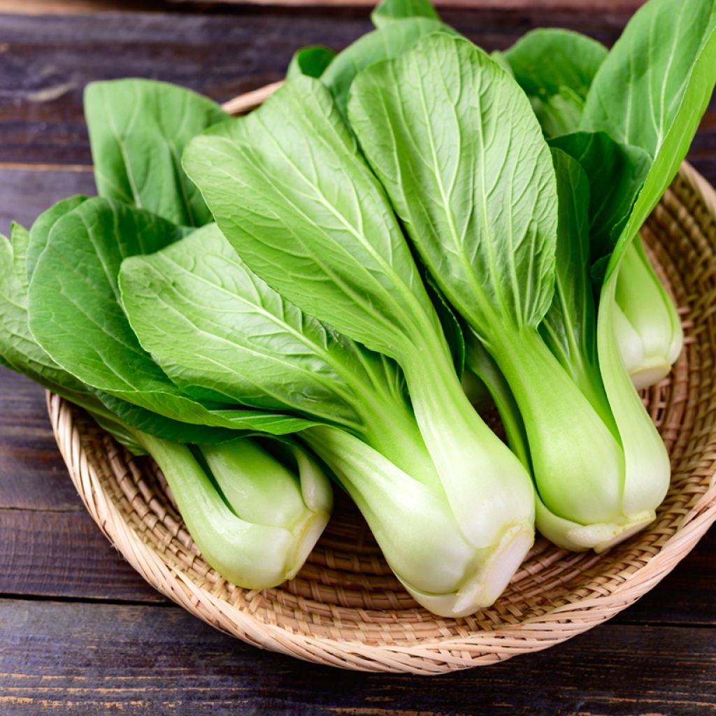 Couve chinesa Pak Choi Green Fortune F1