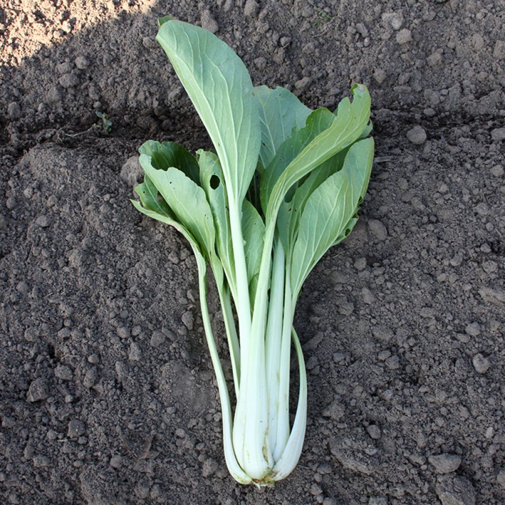 Couve-chinesa Pak-choi Taï Saï biológica