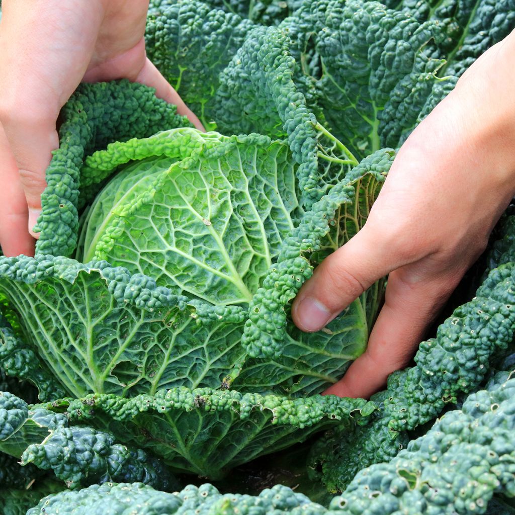 Couve-lombarda Aubervilliers