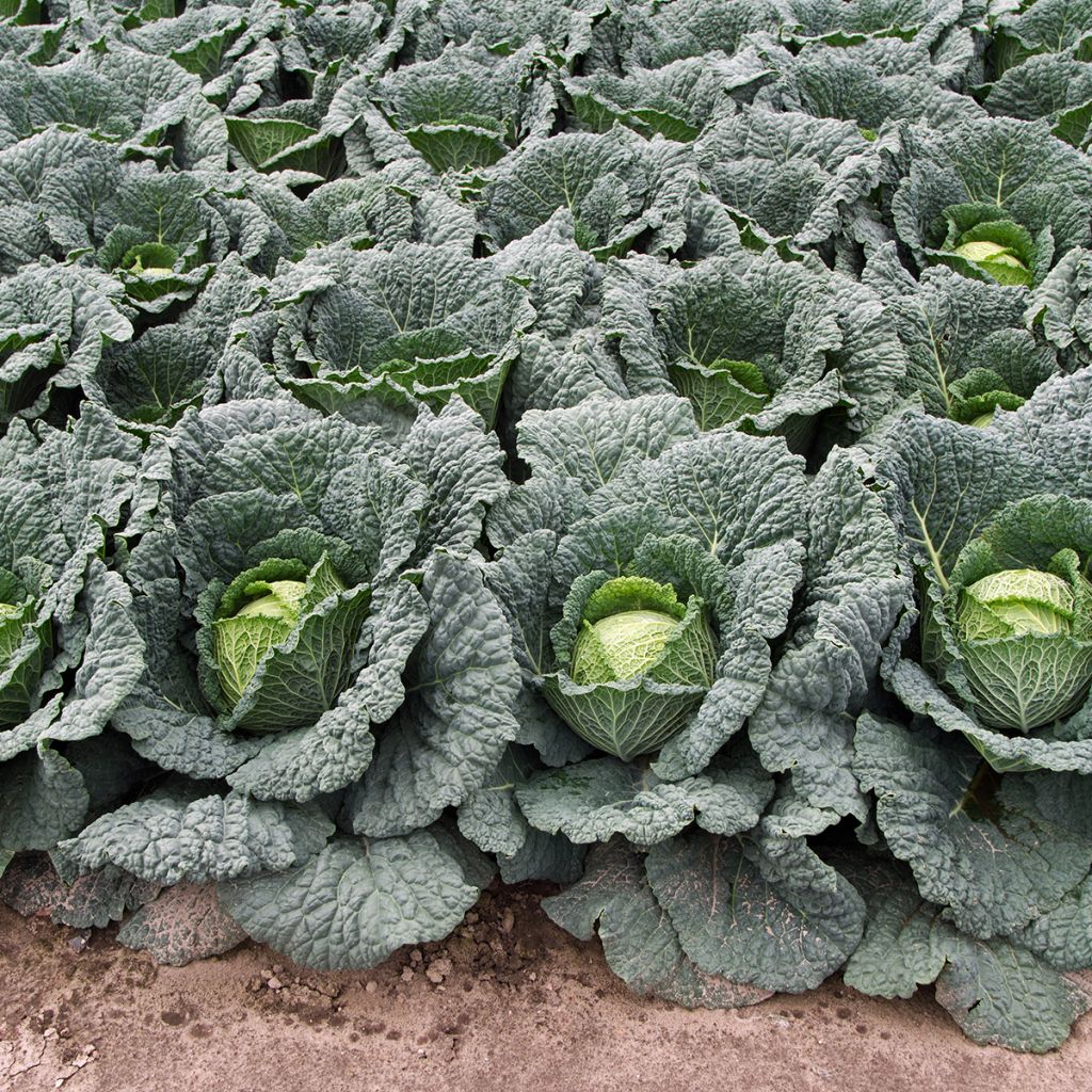 Couve-lombarda Aubervilliers