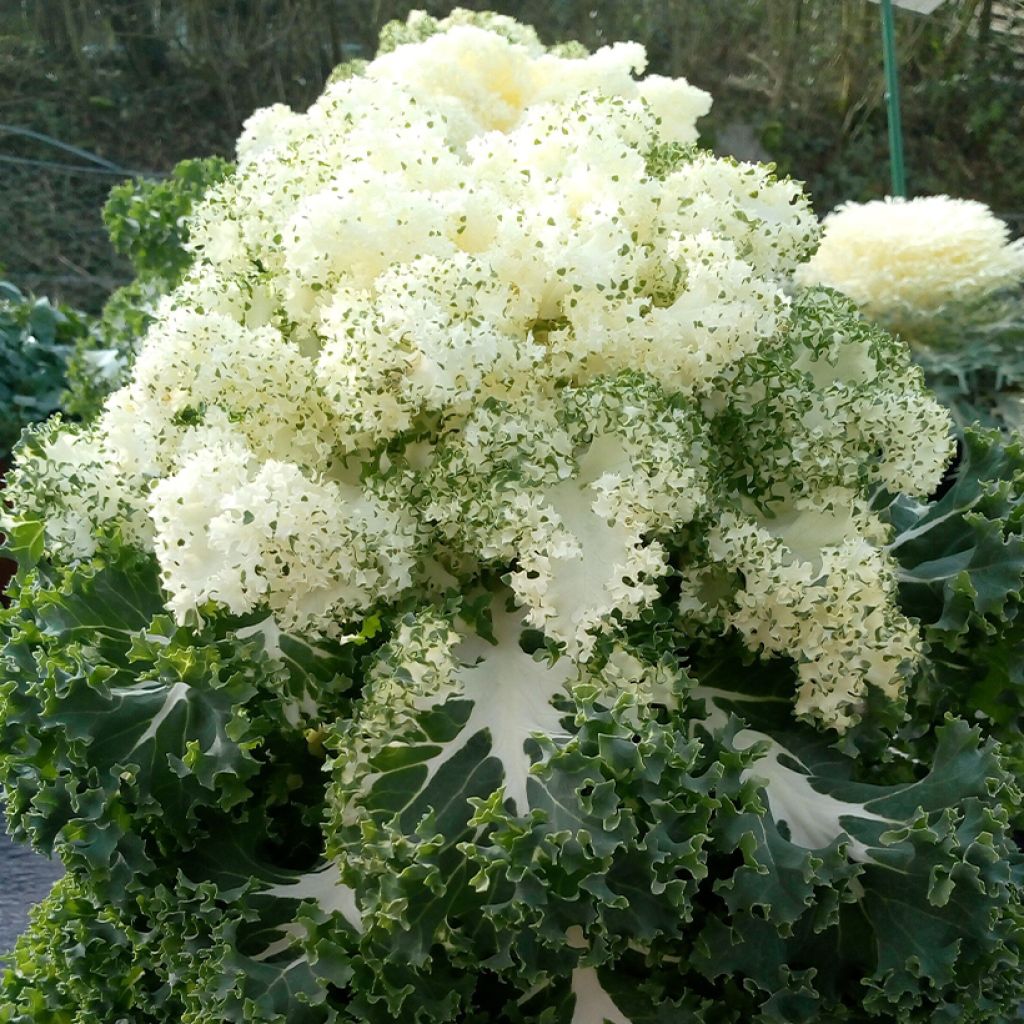 Couve-frisada Frost Byte F1