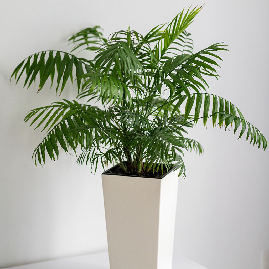 Dypsis lutescens - Palmeira-areca