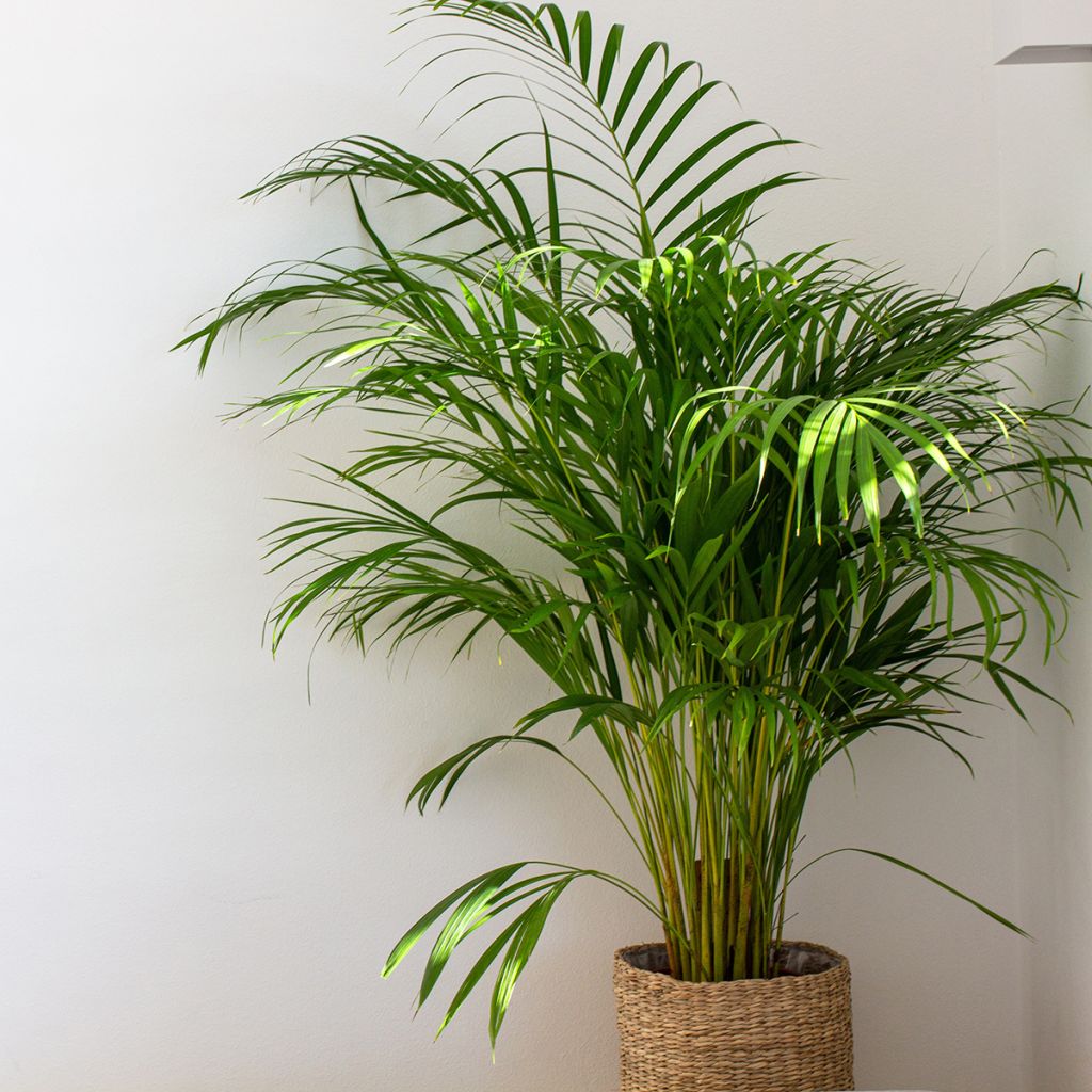 Dypsis lutescens - Palmeira-areca