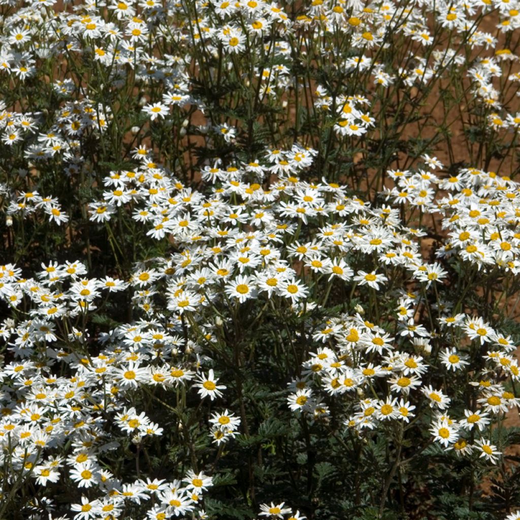 Tanacetum corymbosum