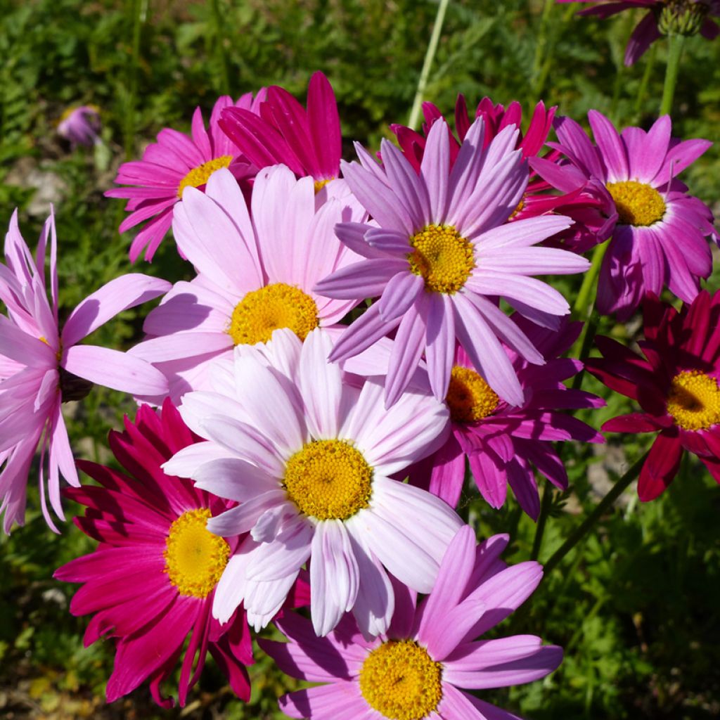 Chrysanthemum coccineum Robinson's Giants Mix em sementes