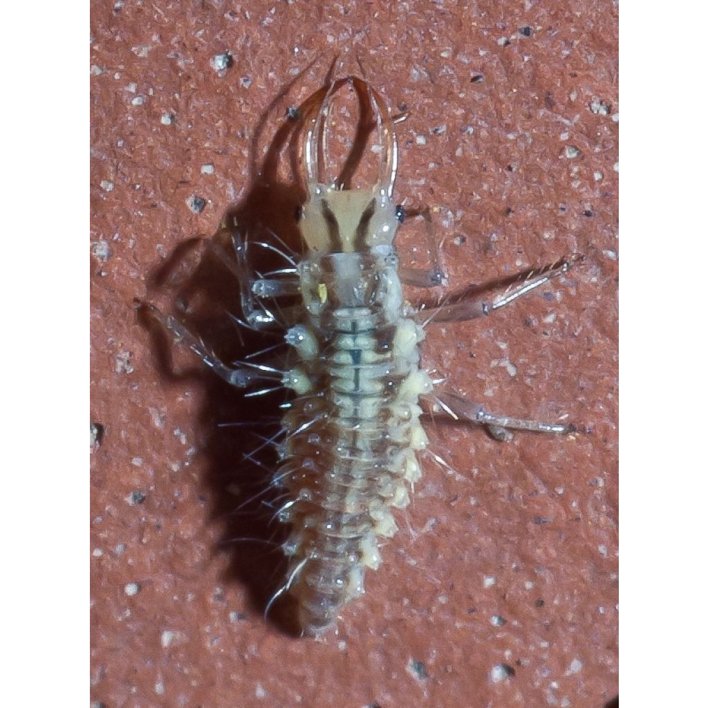Chrysope Biotop contre les pucerons sur plantes basses en boîte de 100 larves