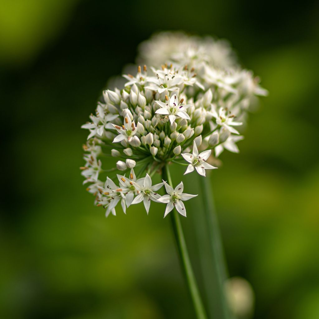 Allium ramosum
