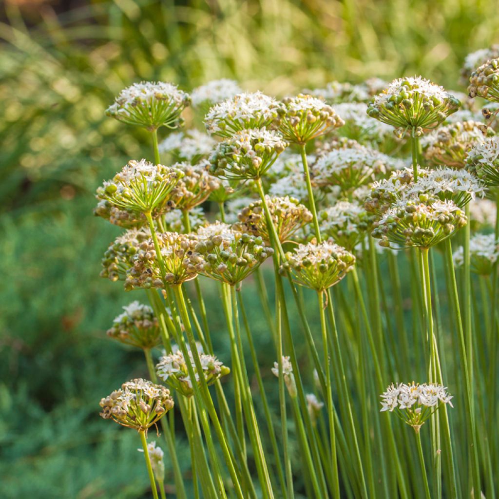 Allium ramosum