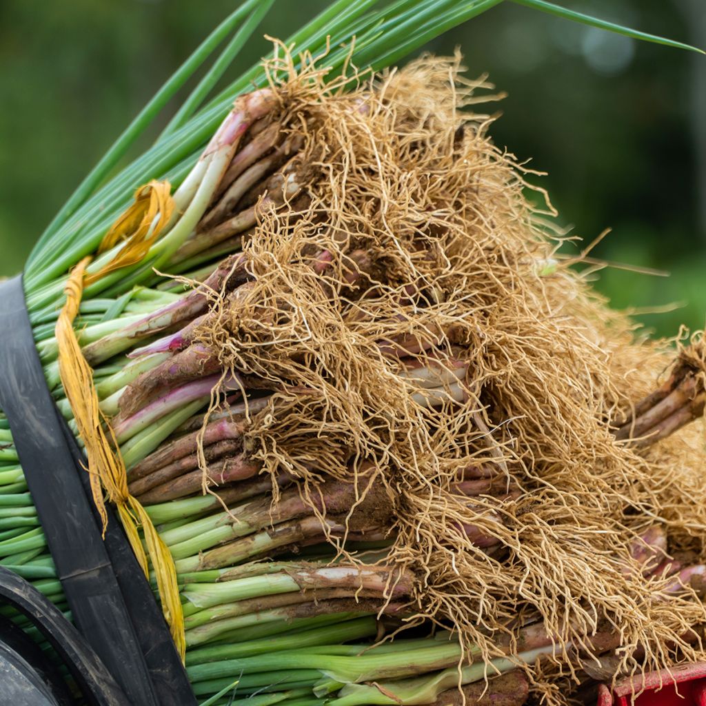 Cebolinha vermelha comum