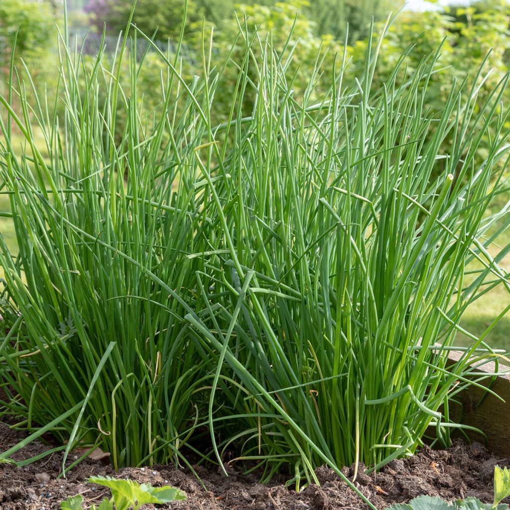 Cebolinho Polyvit F1 Bio