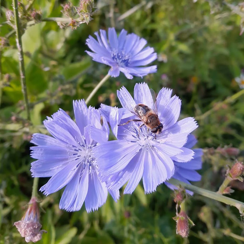 Cichorium intybus - Chicória-selvagem