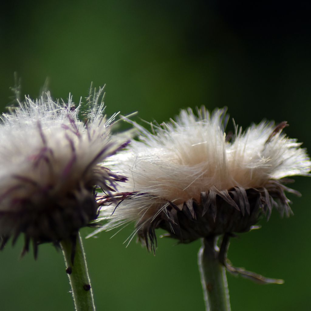 Cirsium rivulare Atropurpureum