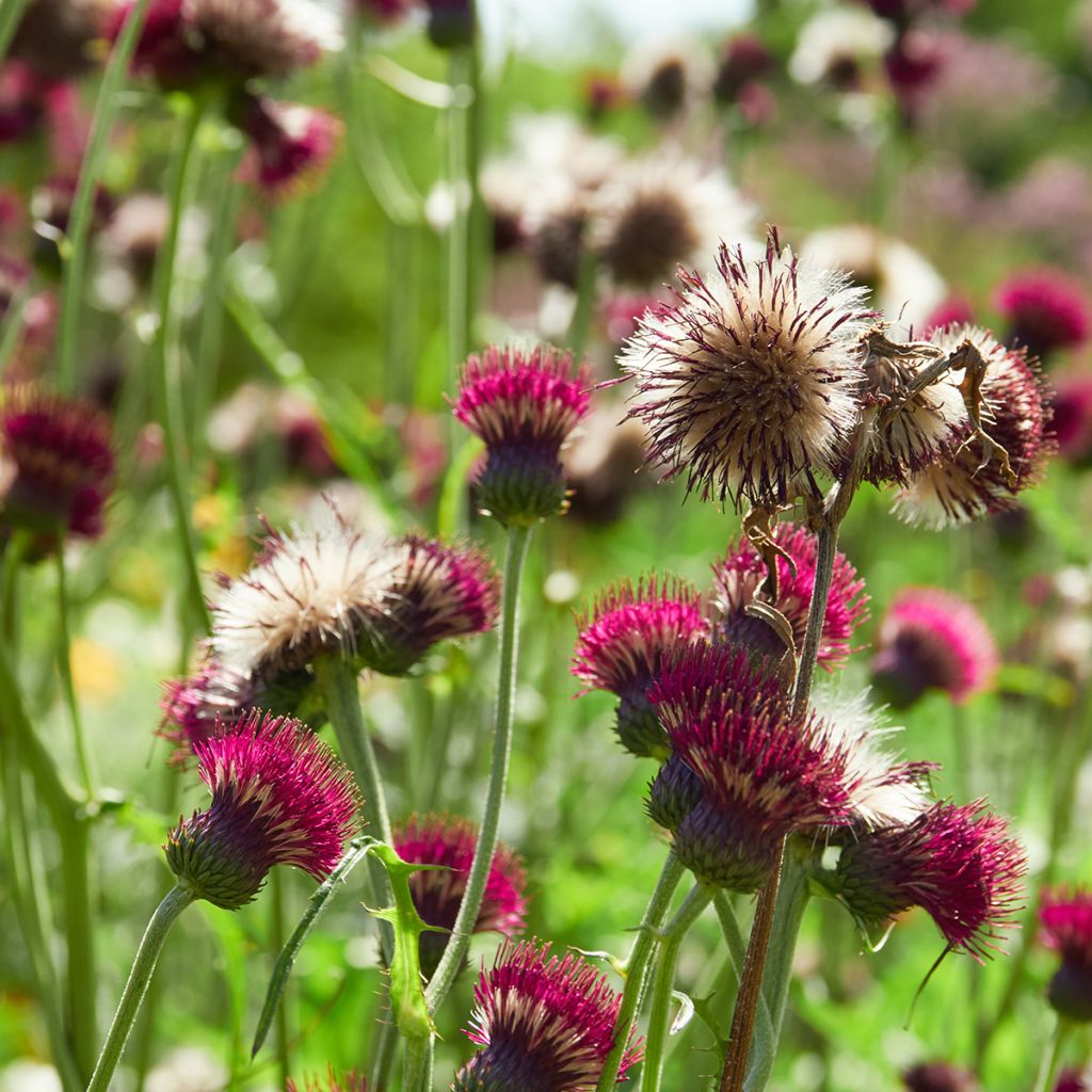 Cirsium rivulare Atropurpureum
