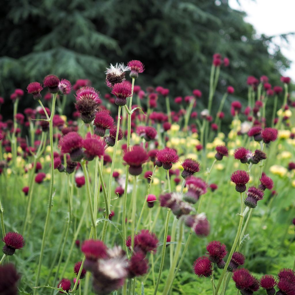 Cirsium rivulare Atropurpureum