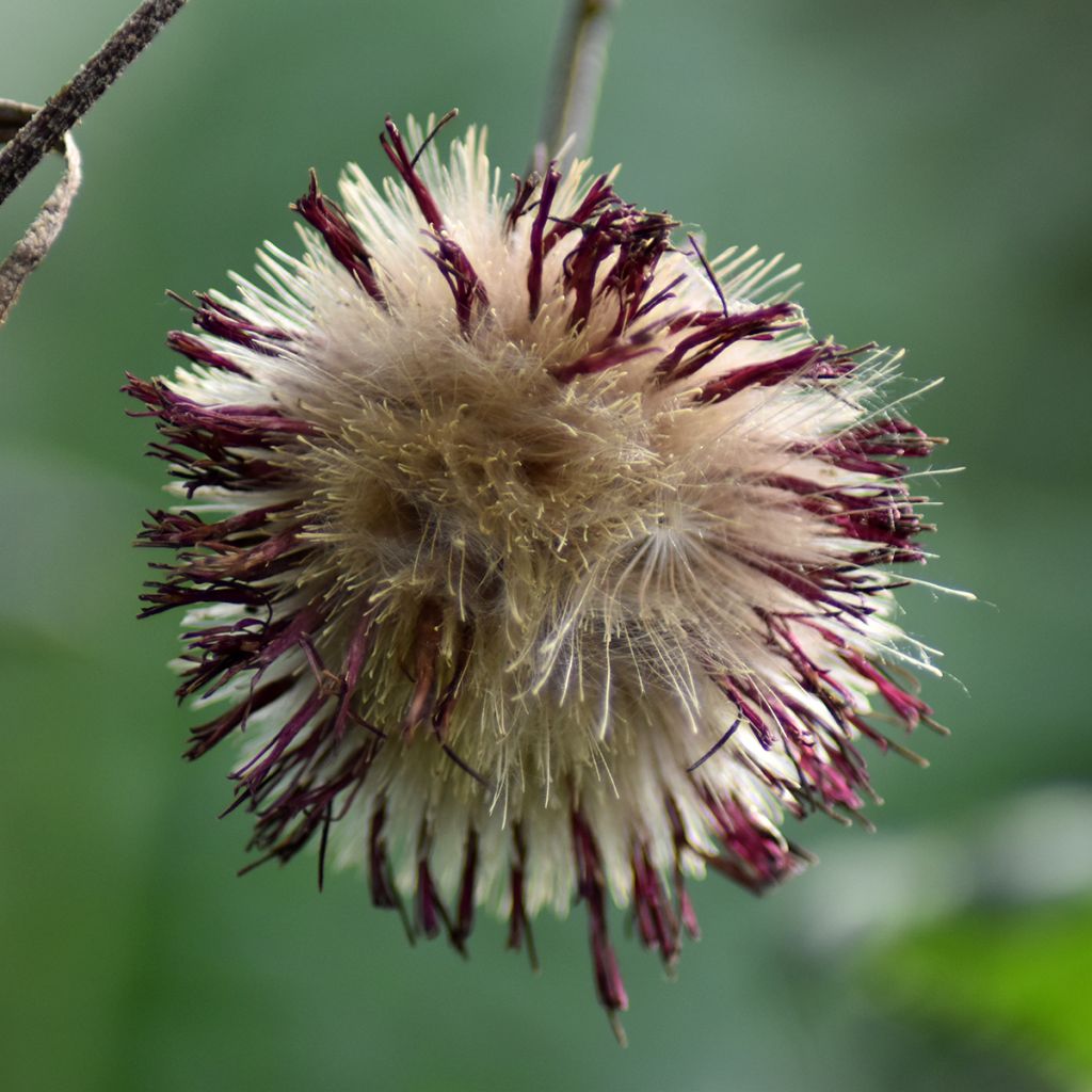 Cirsium rivulare Atropurpureum