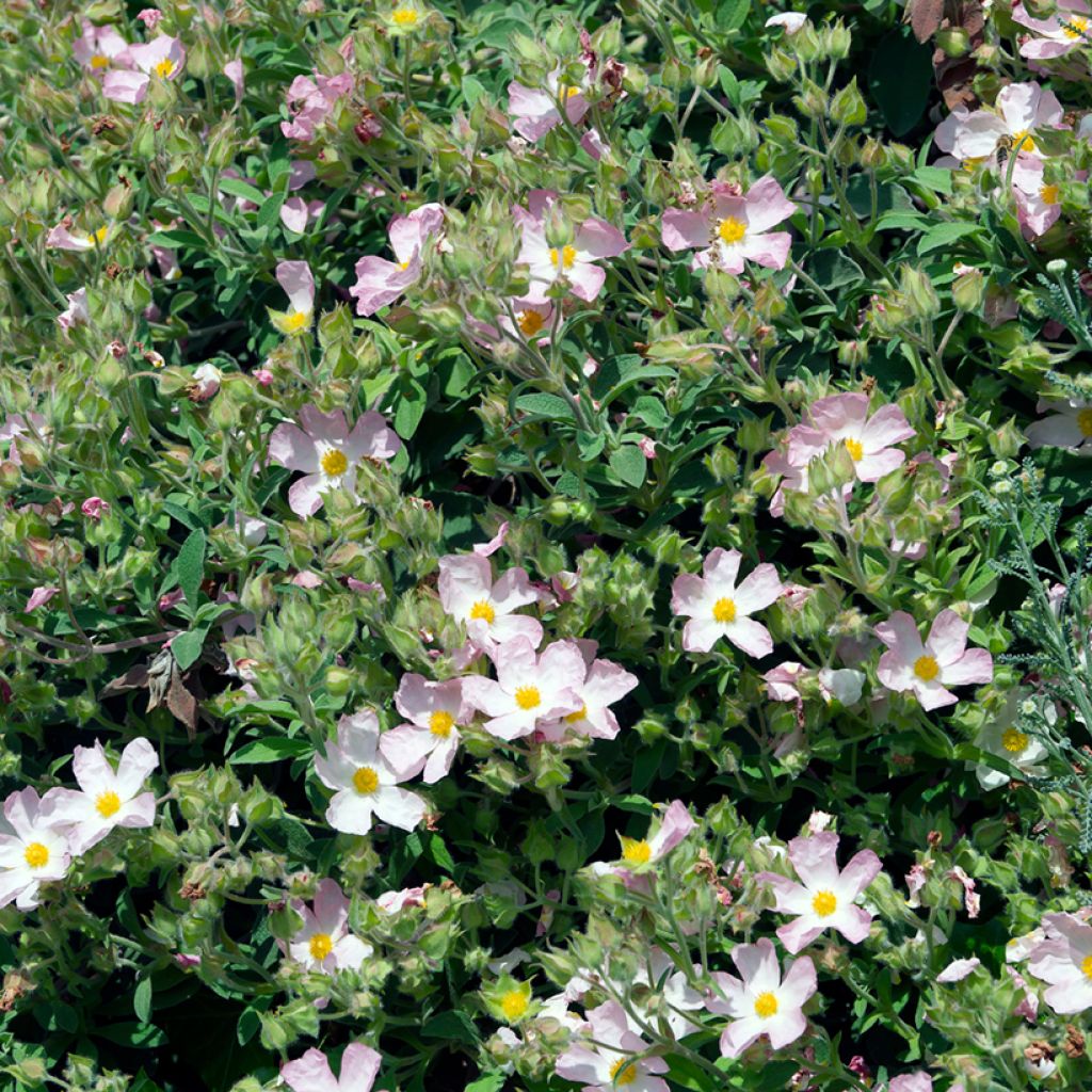 Cistus argenteus