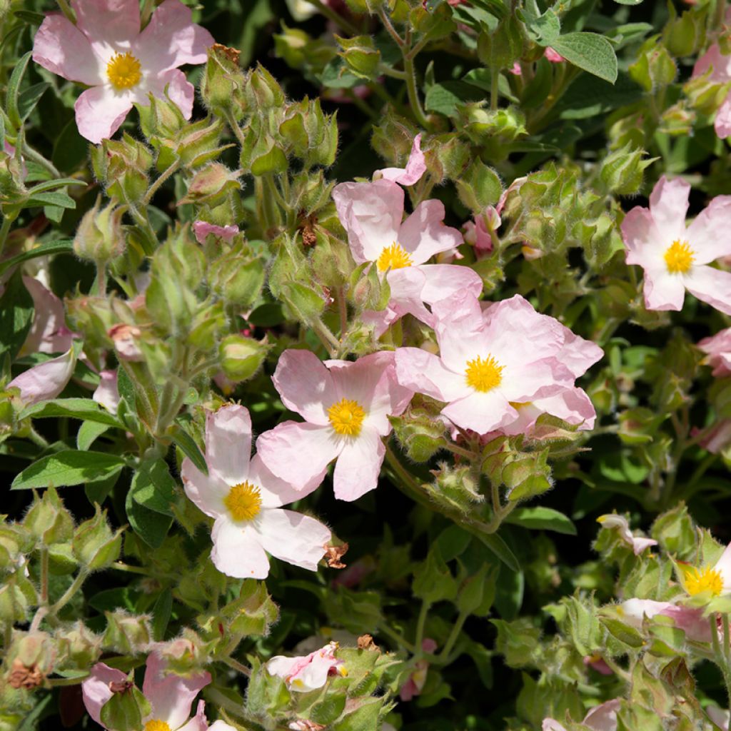 Cistus argenteus