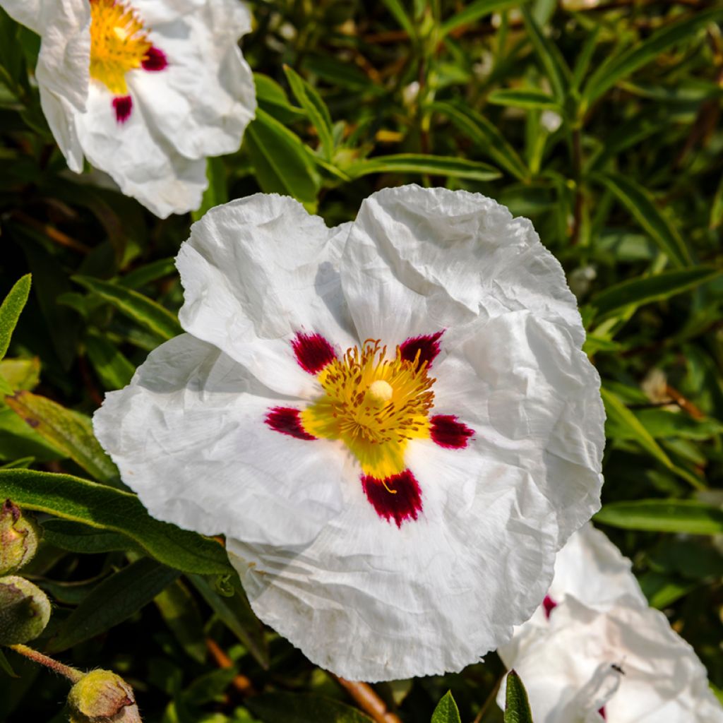 Cistus x lusitanicus Decumbens