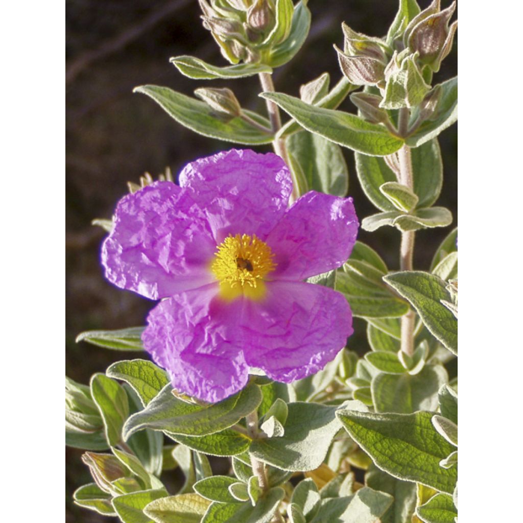 Cistus albidus