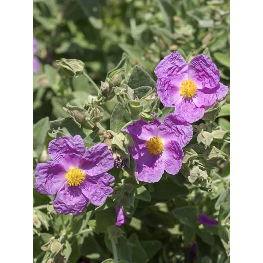 Cistus albidus