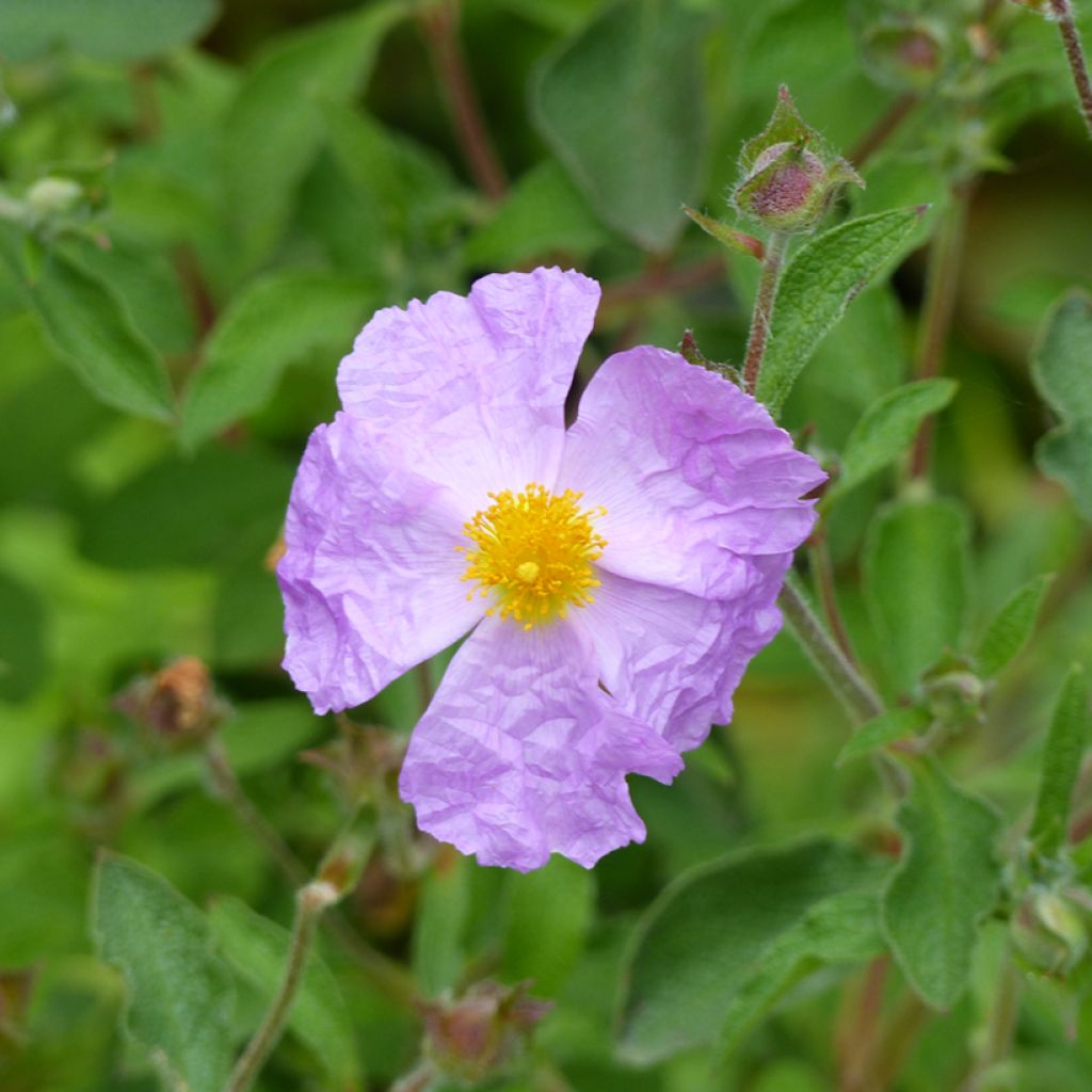 Cistus creticus