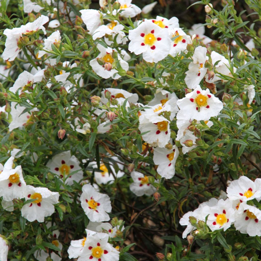Cistus x dansereaui Jenkyn Place