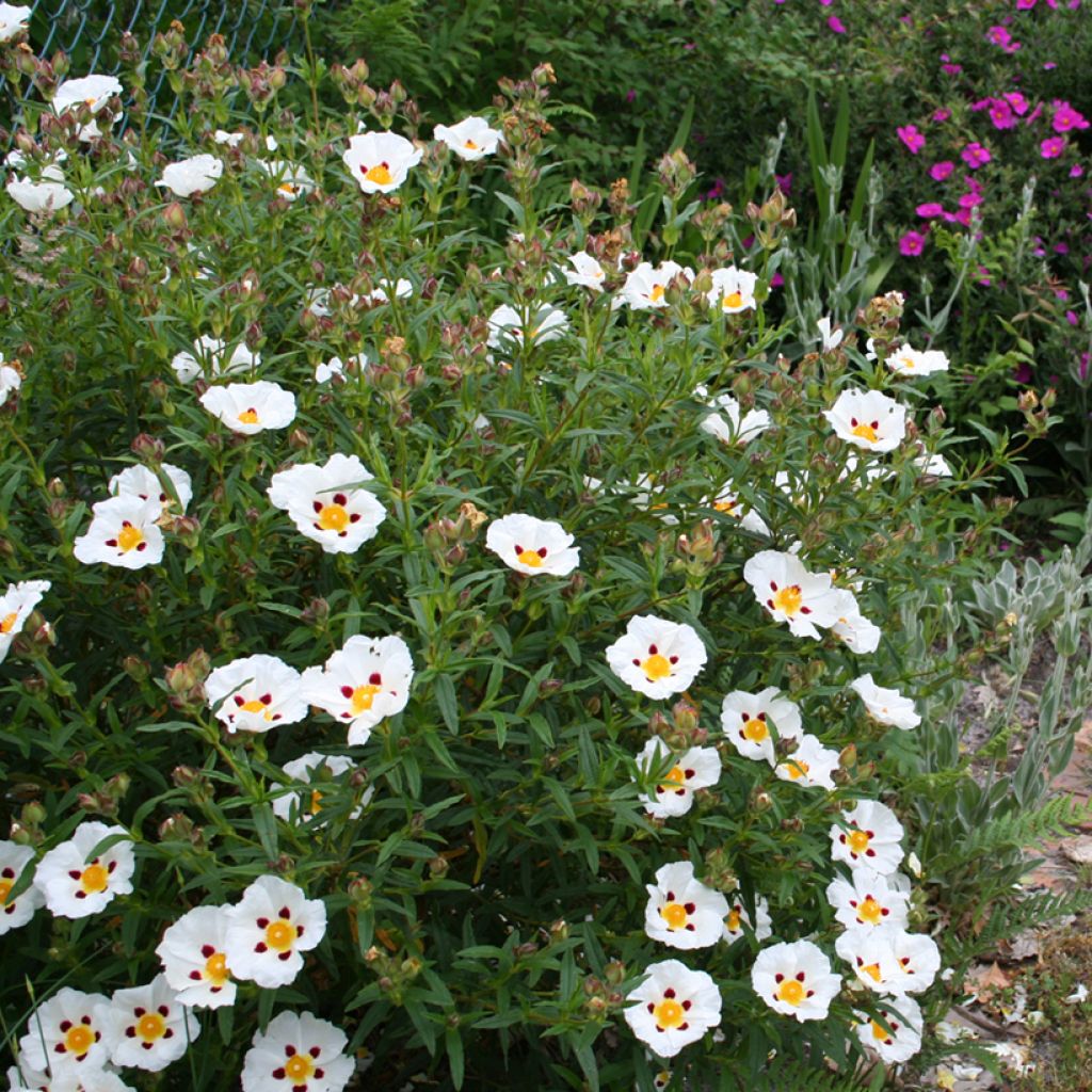 Cistus x dansereaui Jenkyn Place