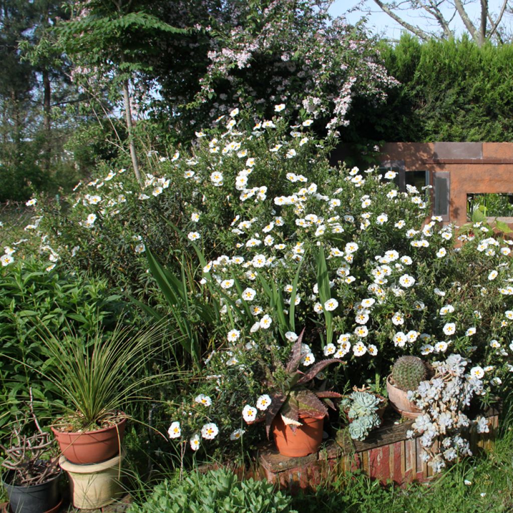 Cistus x dansereaui Jenkyn Place
