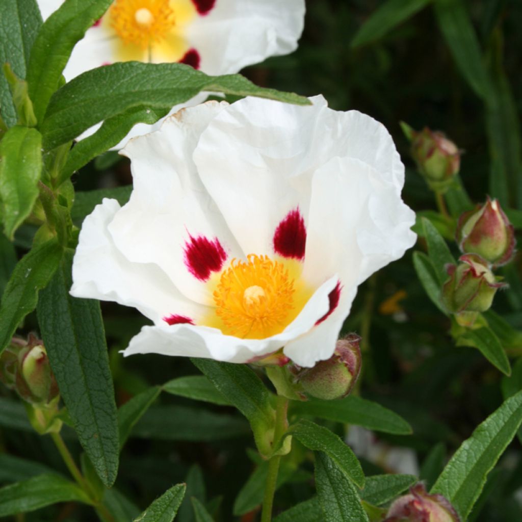 Cistus x dansereaui Jenkyn Place