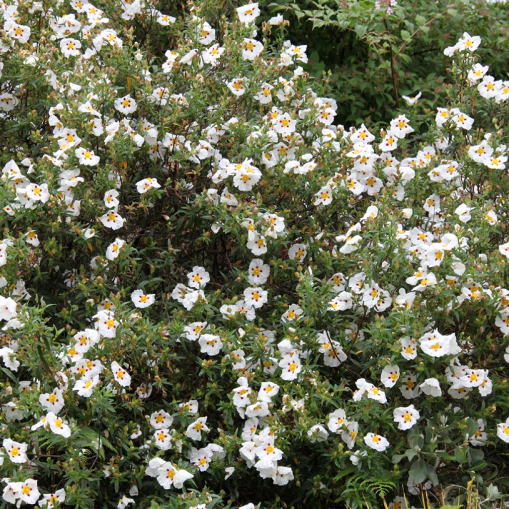Cistus x dansereaui Jenkyn Place