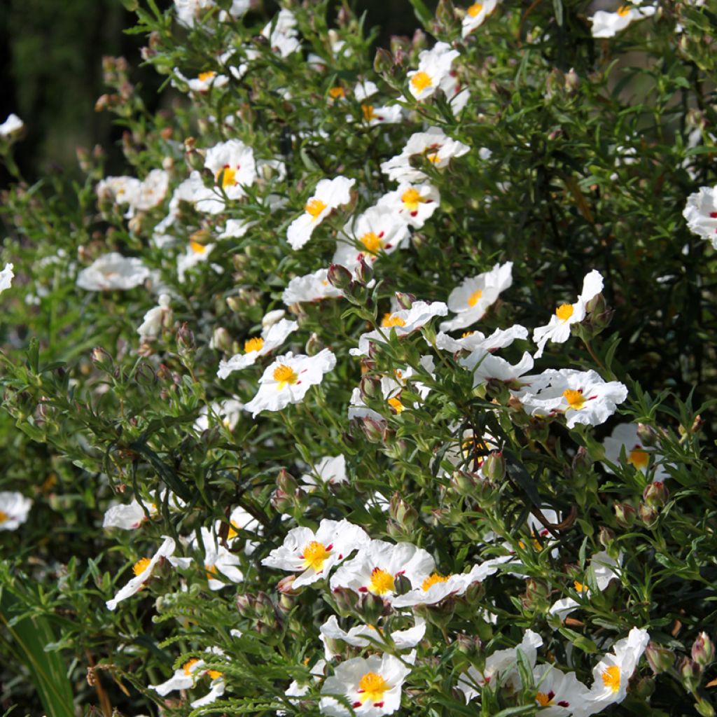 Cistus x dansereaui Jenkyn Place