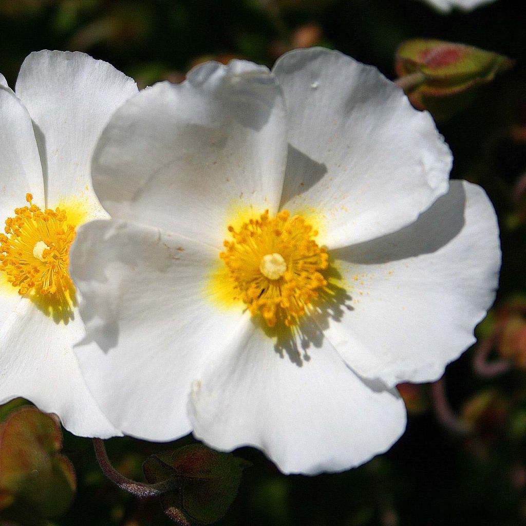 Cistus monspeliensis