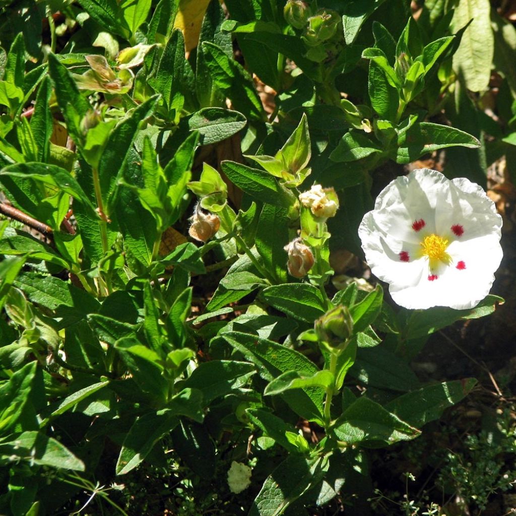Cistus obtusifolius