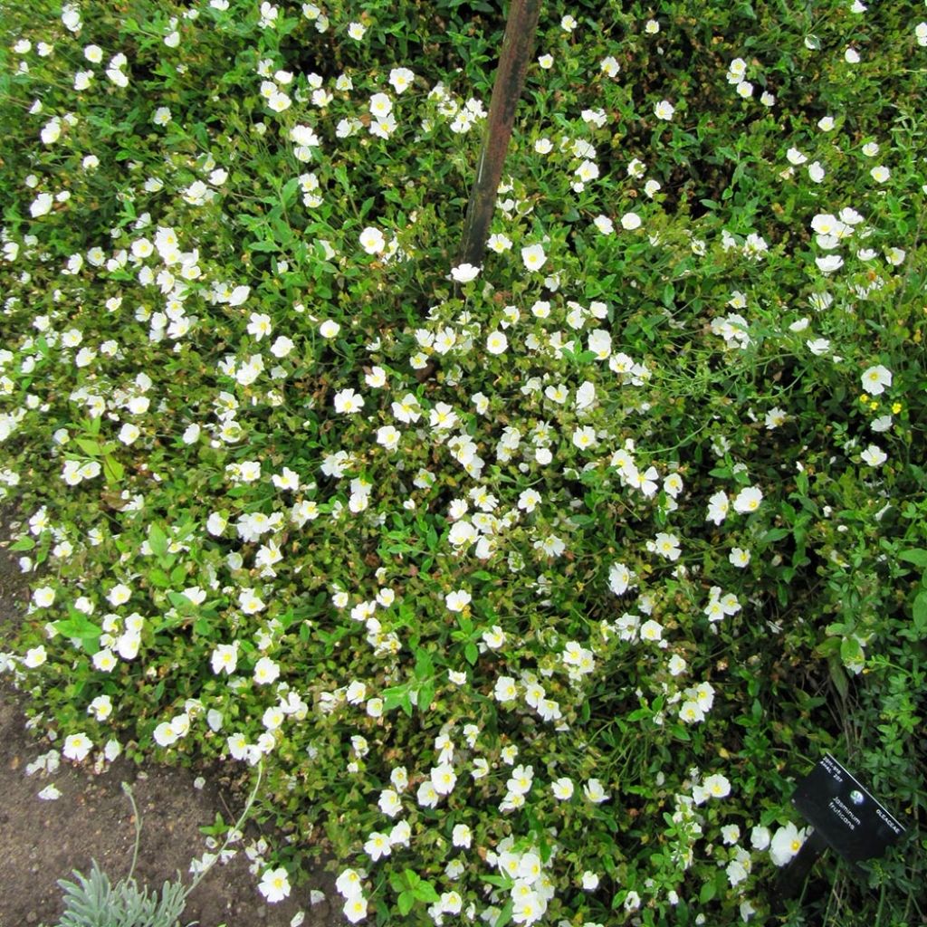 Cistus obtusifolius