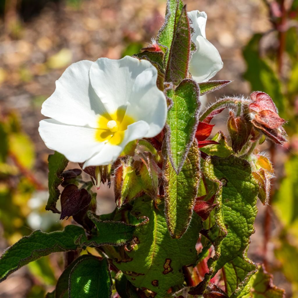 Cistus populifolius