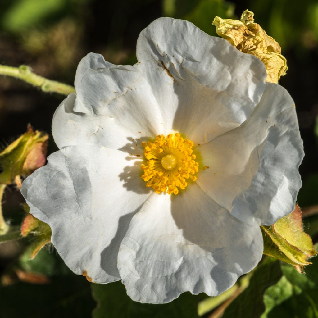 Cistus populifolius
