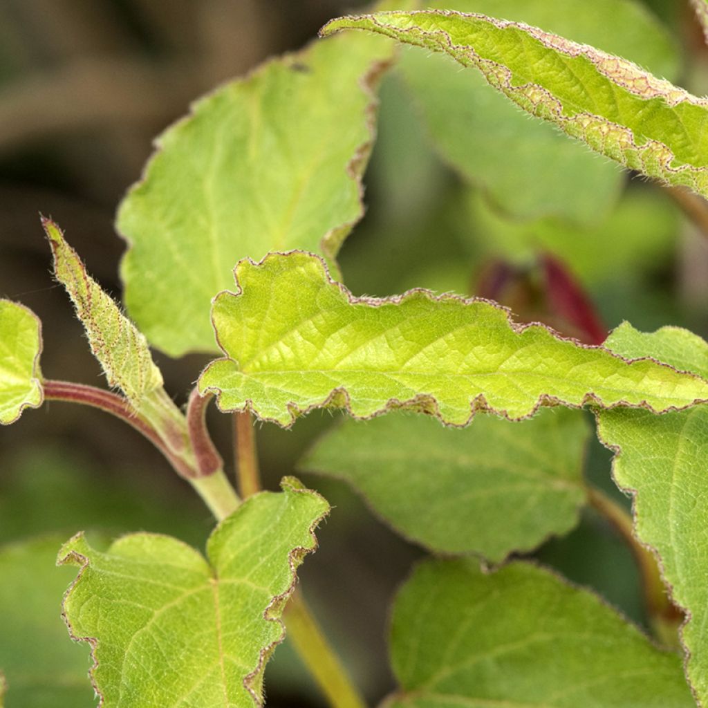 Cistus populifolius