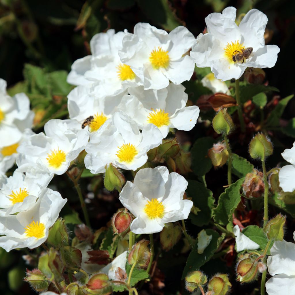 Cistus populifolius