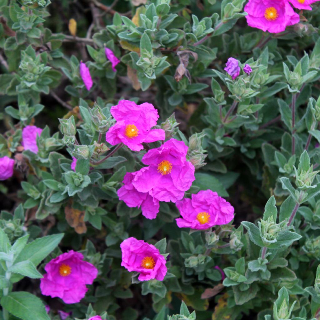Cistus pulverulentus