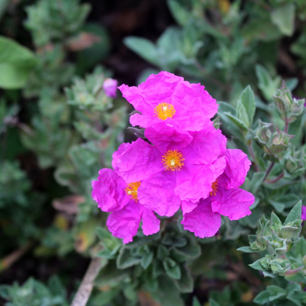 Cistus pulverulentus